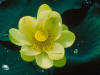 Beautiful Images of Flowers - 288  A lotus flower.