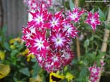 pictures of pink and white flower