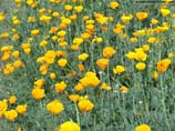 pictures of Yellow flowers field