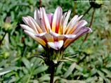 pictures of gazania flower