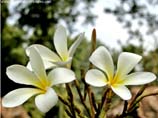Common White Frangipani flower