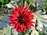 pictures of Red Dahlia flower