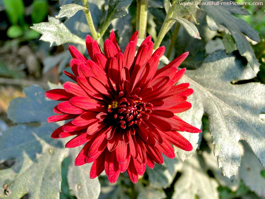pictures of Red Dahlia flower
