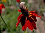 pictures of a Cone flower
