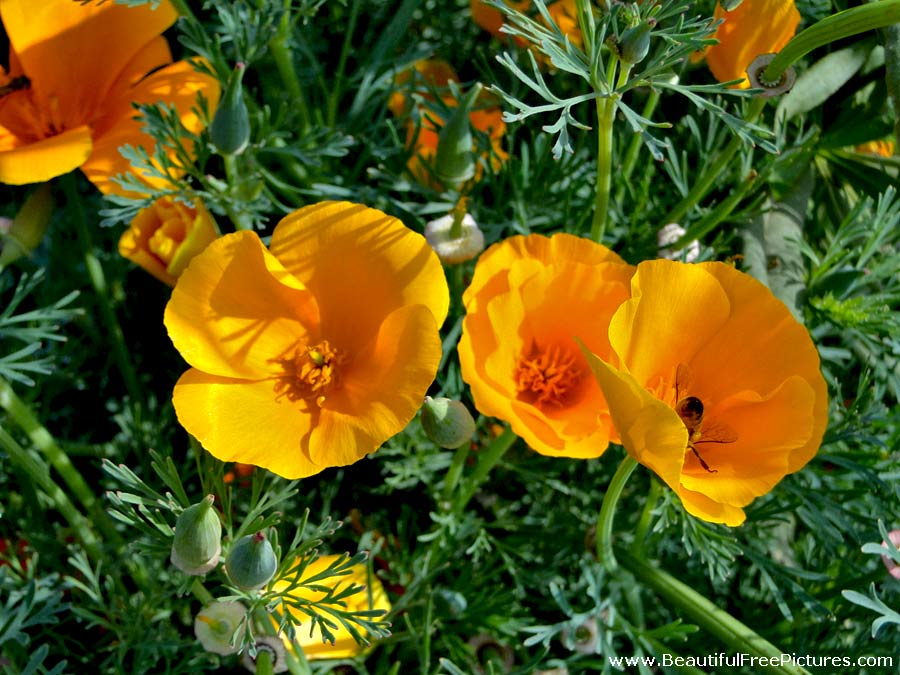 pictures of yellow poppy flower