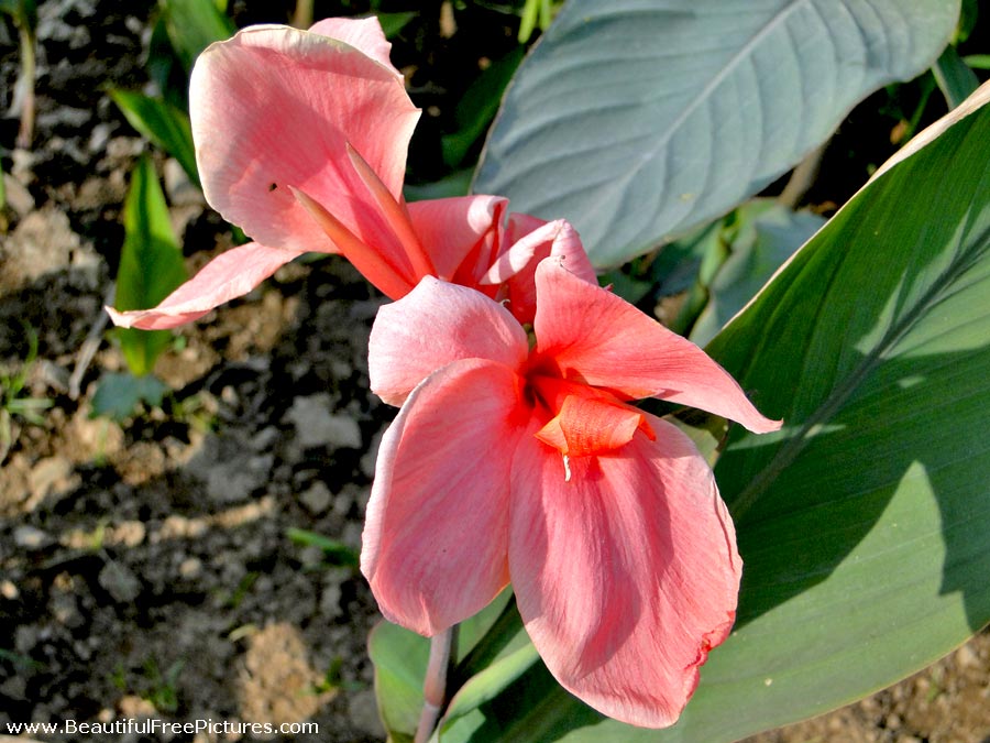 pictures of pink keli flower