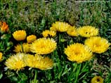 pictures of yellow chrysanthemum