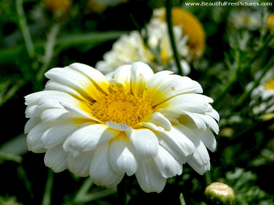 pictures of white chrysanthemum flower