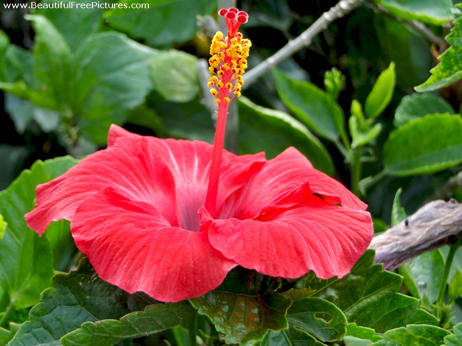 pictures of Red hibiscus