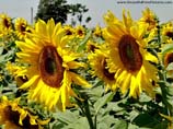 pictures of pair of sunflowers