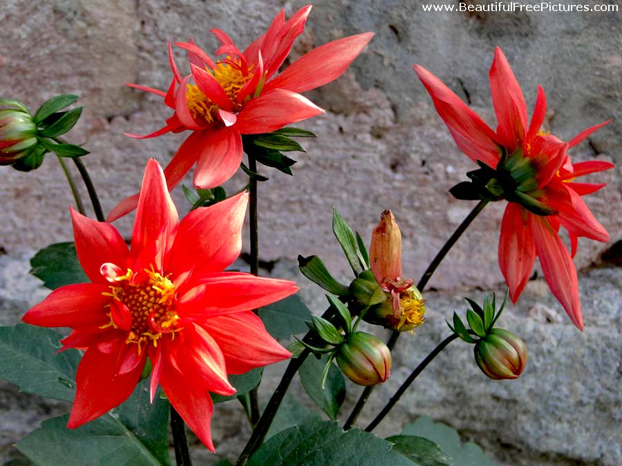 pictures of Red dahlia flower