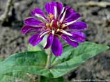 pictures of violet color flower