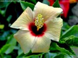 pictures of Hibiscus flower