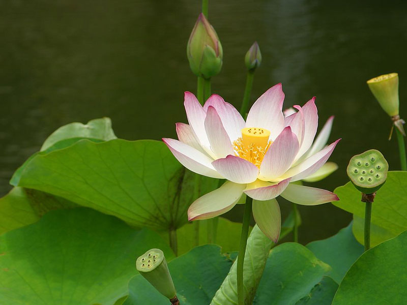 95-flower-pd  Lotus Flower