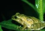 pictures of a spring peeper