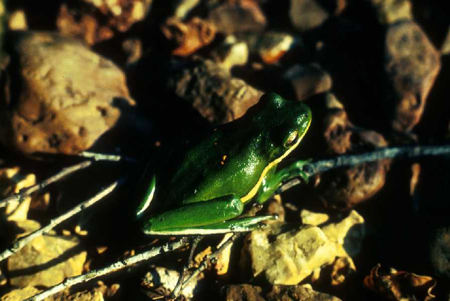 pictures of a green tree frog