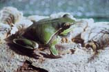 pictures of pine parrens tree frog