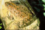 pictures of a red legged frog