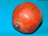 pictures of a pomegranate