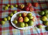 picture of fruits