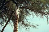 pictures of masai giraffe