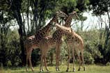 pictures of a group of giraffe