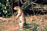 pictures of ground squirrel