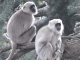 images of two baboon
