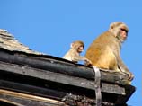images of monkeys