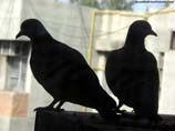 photos of pair of pigeon