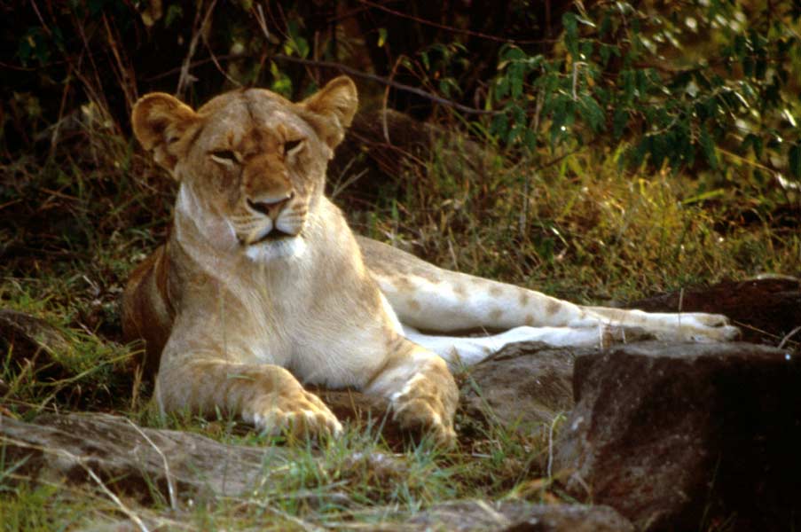 pictures of a lion resting