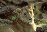 pictures of African Lion
