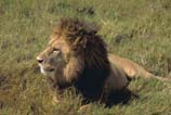 pictures of a lone lion