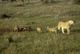 images of lion with cubs