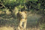 photos of roaring lion