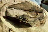 photos of collard lizard