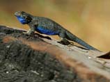 pictures of Blue bellied lizard