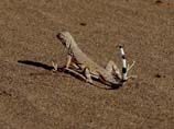 images of lizard in desert