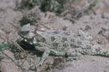 images of coast horned Lizard