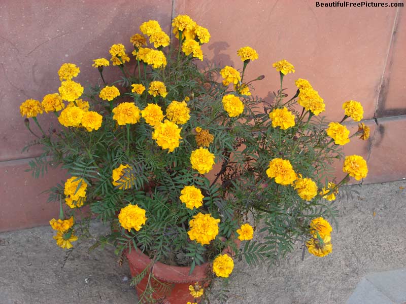 pictures of a plant of marogld