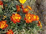 pictures of red yellow marigold