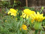 picture of marigold plants