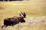 pictures of bull moose in a meadow