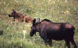 pictures of moose & calf