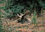 photos of moose resting in vegetation