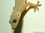pictures of a house lizard