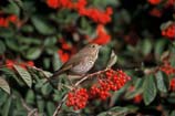 pictures of A Hermit Thrush
