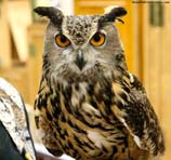 pictures of Great Horned Owl