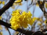pictures of flowering tree