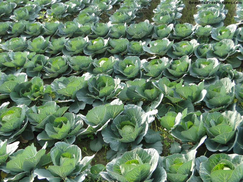 pictures of field of cabbage
